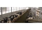Cow Cubicle