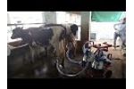 Double Bucket Trolley Milking Machine | Vansun Milking India - Video