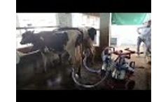 Double Bucket Trolley Milking Machine | Vansun Milking India - Video