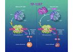 Sumitomo - Model TP-1287 - Investigational Oral CDK9 Inhibitor