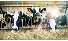Nedap CowControl Health Monitoring User Interface - Video