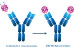 Model ANV419 - Systemic no-alpha IL-2 Immunotherapy