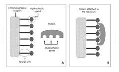 CD Bioparticles Introduces Hydrophobic Interaction Chromatography Resins for Purification of Macromolecules