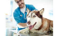 Treatment of Animal Health
