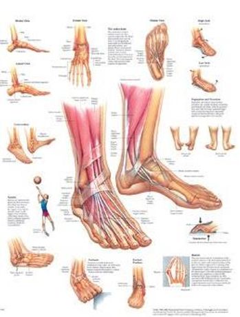 Electro-Medical - Model 026558 - Anatomical Chart, Foot and Ankle