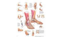 Electro-Medical - Model 026558 - Anatomical Chart, Foot and Ankle