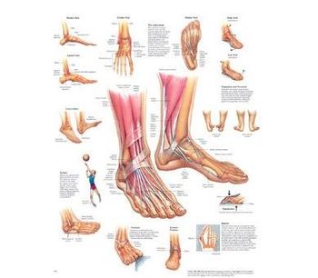 Electro-Medical - Model 026558 - Anatomical Chart, Foot and Ankle