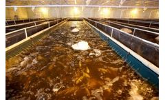 Bio-Liar Bacteria Multiplies Media for Aquaculture Water Quality