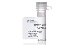 Affinity Purified Rabbit Anti-Mouse Albumin Polyclonal Antibody