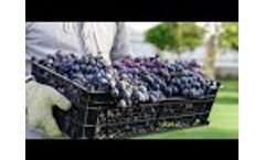 Enhance Grapes Pre-Crush & Save Harvests From Smoke Taint Caused by Wildfires - Video