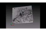 3D Reconstruction of Golgi–Cox Impregnated Neurons - Video