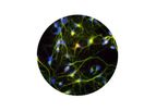 Ncardia - Human iPSC-Derived Cortical Neurons