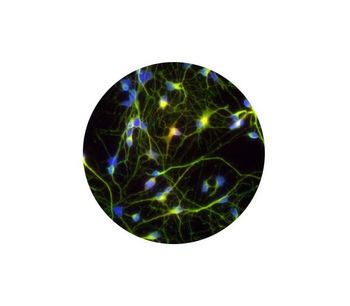 Ncardia - Human iPSC-Derived Cortical Neurons