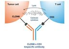 Context - Model CTIM-76 - Claudin 6 x CD3 Bispecific Antibody