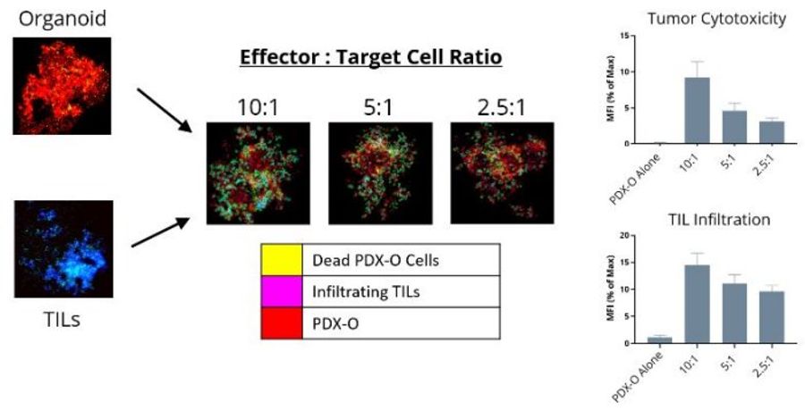 The high content analysis assay using confocal microscopy was developed using 3 colors, TILs and PDX-O tumor cells labeled with distinct dyes and a dead cell detection dye.