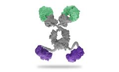 SystImmune - Model SI-B001 - Specificity Enhanced Bi-specific Antibody (SEBA)