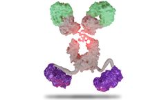 SystImmune - Model BL-B01D1-ADC - Specificity Enhanced Bi-specific Antibody (SEBA) Molecules