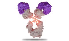 SystImmune - Model BL-M07D1-ADC - Antibody Drug Conjugates (ADC) Molecules