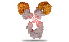 SystImmune - Model BL-M02D1-ADC - Antibody Drug Conjugates (ADC) Molecules