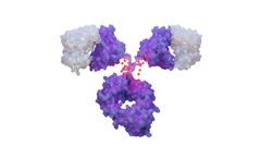 SystImmune - Model BL-M05D1 - Antibody Drug Conjugates (ADC) Molecules