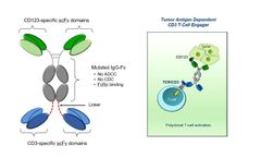 Aptevo - Model APVO436 (anti-CD123 x anti-CD3) - Optimized ADAPTIR Bispecific Antibody