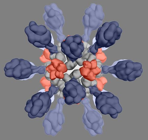 Icosavax - Model IVX-121 - RSV VLP Vaccine Candidate