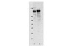 Ampersand - Model R3006 - Ceruloplasmin Human, pAb ( aff pur) Antibodie
