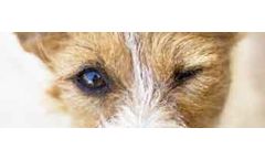 Pet Care Products for Dry Irritated Eyes