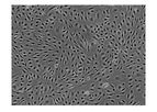 ScienCell - Model 1000 - Human Brain Microvascular Endothelial Cells