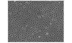 ScienCell - Model 1000 - Human Brain Microvascular Endothelial Cells