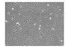 ScienCell - Model 3610 - Human Adrenal Cortical Cells