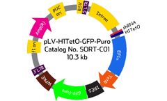 Model SORT-C01 - pLV-H1TetO-GFP-Puro