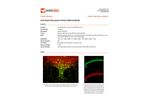 Aves - Model GFP-1020 - Anti-Green Fluorescent Protein Antibody - Brochure