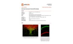 Aves - Model GFP-1020 - Anti-Green Fluorescent Protein Antibody - Brochure