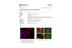 Aves - Anti-Glial Fibrillary Acidic Protein Antibody (GFAP) - Brochure