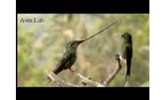 Aves Lab - Video