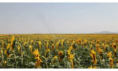 A-50 Irrigation Basis Sunflower Watering... - Video
