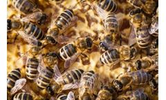 Youngs - Honey Bee Hive Removal Services
