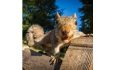 Youngs - Professional Grey Squirrel Control Services