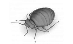 Youngs - Professional Bedbug Control Service