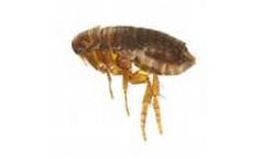 Youngs - Flea Infestation Control Professional Service