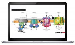 Partek Pathway - Explore Complex Biological Relationships Software