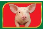 Biogold - Pig Feed Supplement