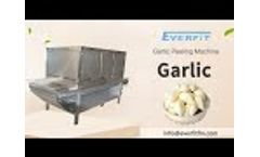 Garlic Peeling Machine:400KG/H Commercial Dry Garlic Peeling Machine Manufacturer - Video