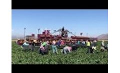 EcoAgHarvester Bell Pepper Harvesting - Video