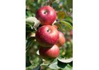 Robs4Crops - Targeted Spraying Technology in Apple Orchards