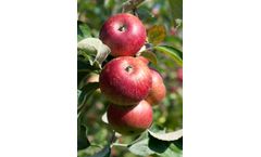 Robs4Crops - Targeted Spraying Technology in Apple Orchards