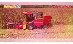 2020 new model od Sino-agri Boyo corn picker harvester 4YZ-4M - Video