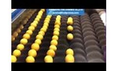 lemon processing line, citrus washing drying waxing grading machine(first industry) - Video