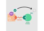 Model PROTAC - Proteolysis Targeting Chimera